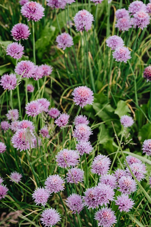 бесплатная Бесплатное стоковое фото с вертикальный выстрел, пурпурные цветы, сад Стоковое фото
