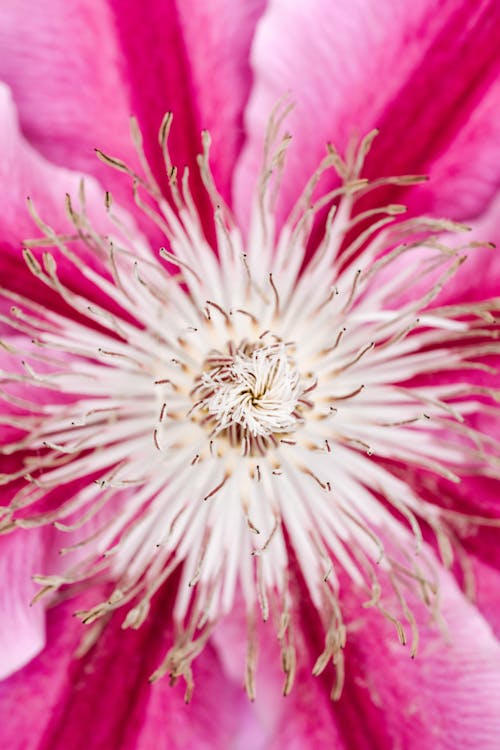Pink and White Flower in Macro Photography
