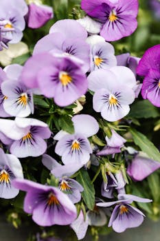 户外盛开的紫色中提琴特写令人惊叹，尽显其精致之美