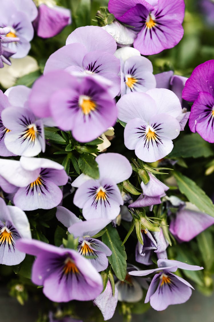 Close-up Of Viola Flowers