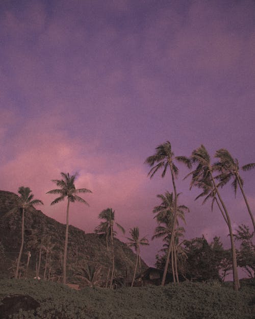 Darmowe zdjęcie z galerii z błękitne niebo, kolor różowy, kolor zachodu słońca