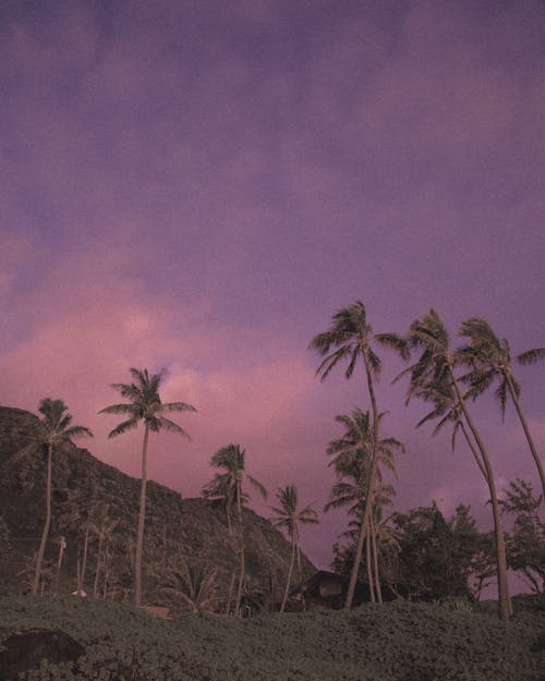 Green Palm Trees on Hill Under Cloudy Sky