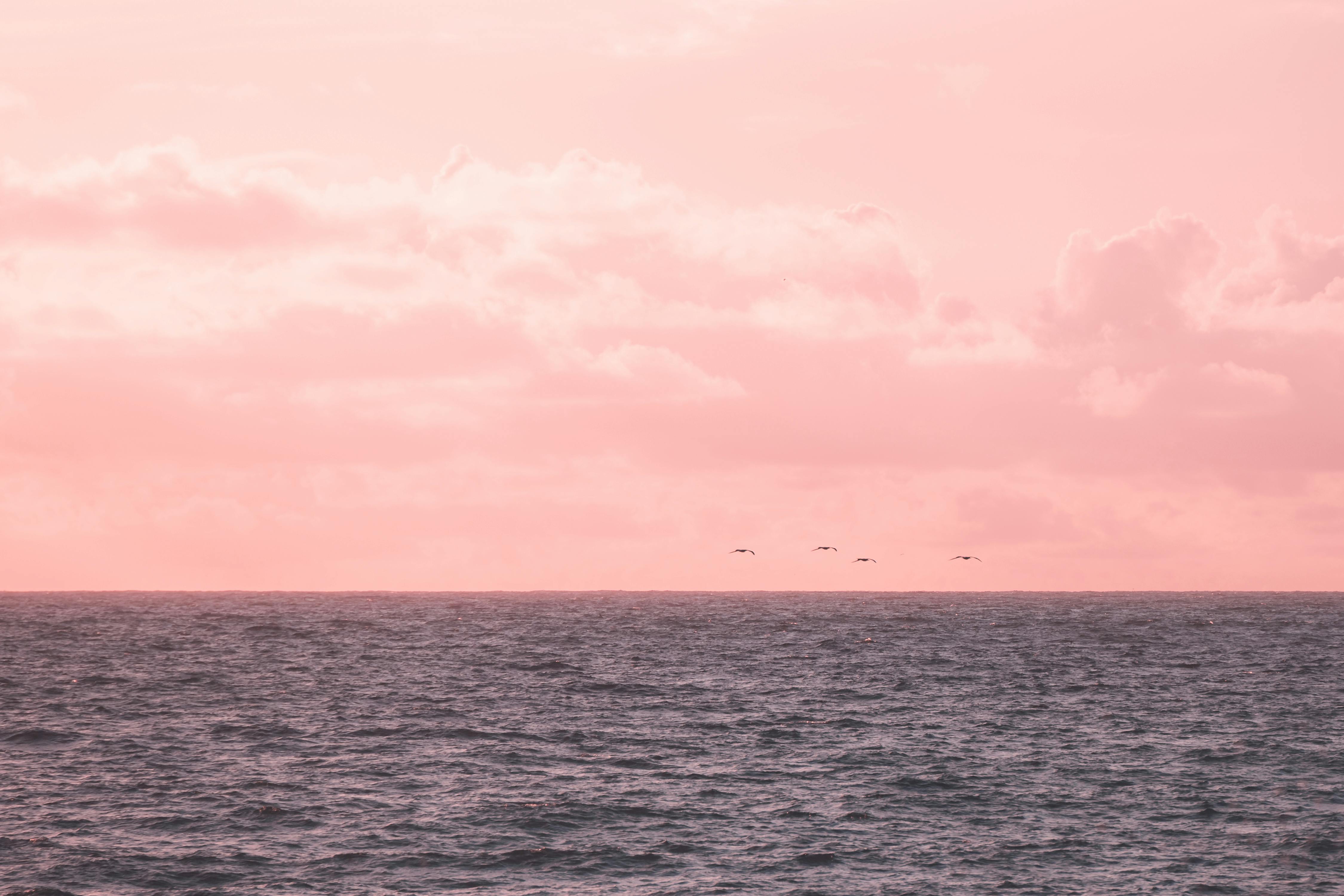 宁静的粉红色和蓝色的日落在夏威夷的海洋与鸟类