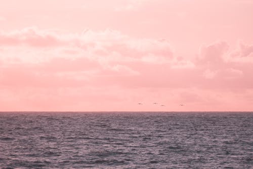 birds_flying, 地平線, 夕阳的颜色 的 免费素材图片