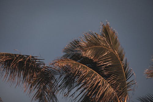 gün batımı, Hindistan cevizi ağaçları, Mavi gökyüzü içeren Ücretsiz stok fotoğraf