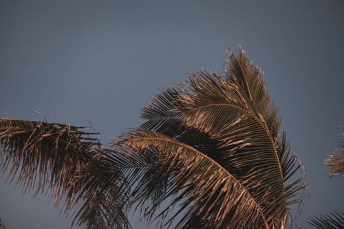 Free Palm tree leaves silhouetted against a blue evening sky in Hawaii. Stock Photo