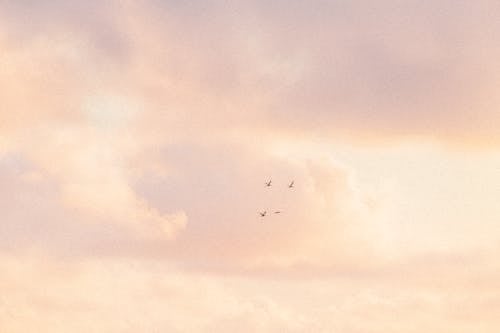 Darmowe zdjęcie z galerii z birds_flying, błękitne niebo, kolor zachodu słońca