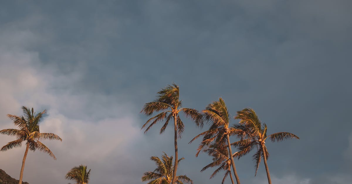 Photo by Jess Loiterton Capture of dramatic clouds over palm trees in tropical Hawaii landscape at sunset.