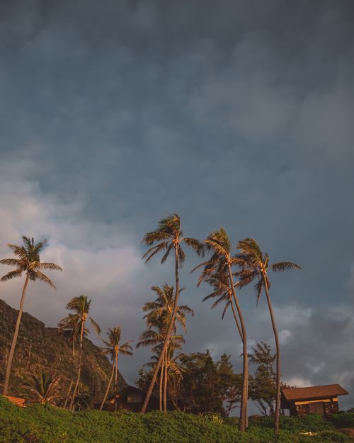 Free Capture of dramatic clouds over palm trees in tropical Hawaii landscape at sunset. Stock Photo