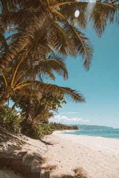 夏威夷海滩宁静宜人，棕榈树与蓝天相映，非常适合激发旅行灵感