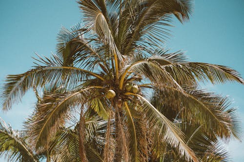 Бесплатное стоковое фото с oahu, гавайи, голубое небо