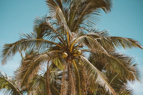 Green Palm Tree Under Blue Sky