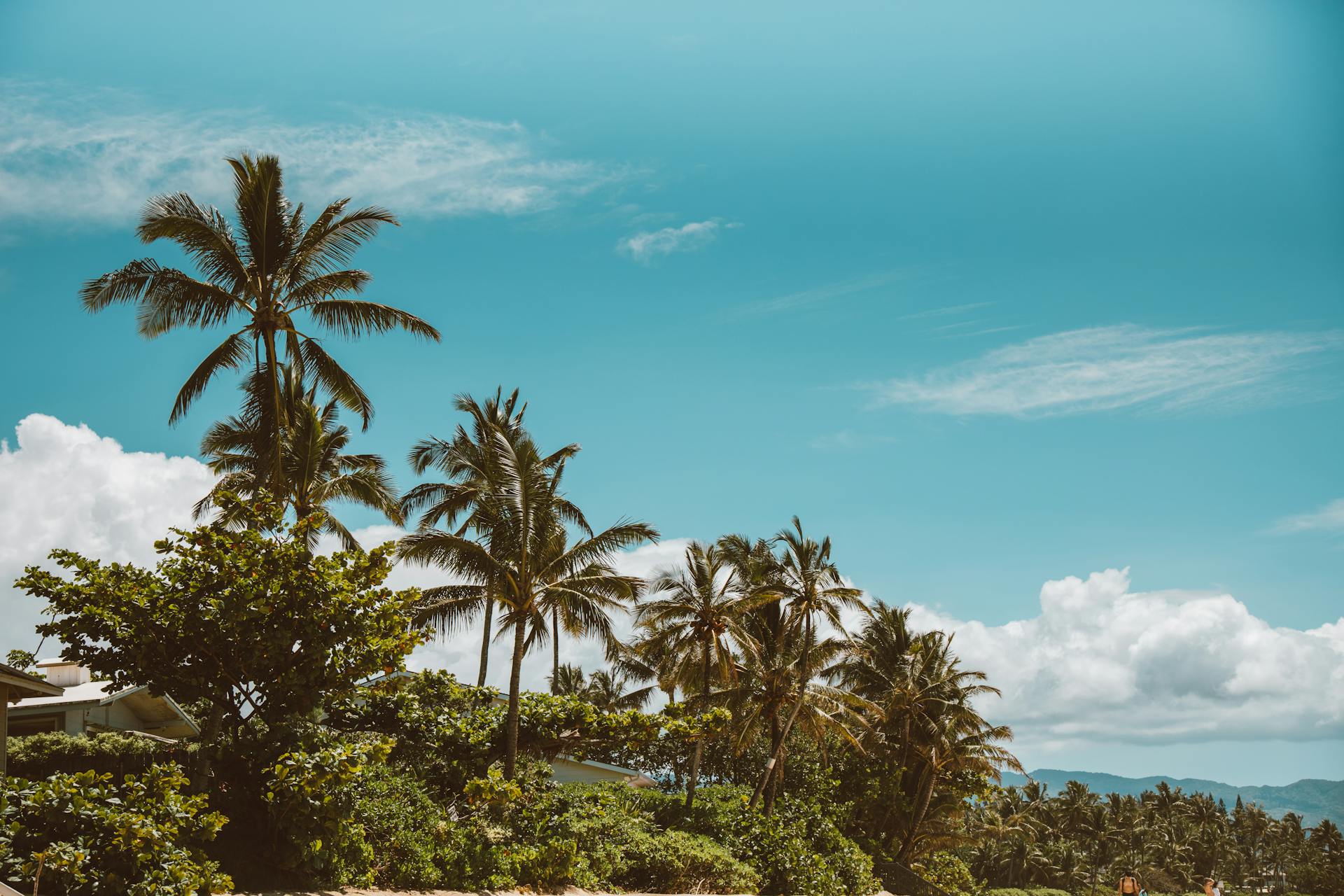 Lush palm trees against a vibrant blue sky on a tropical beach day.