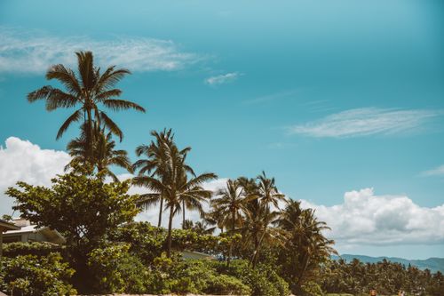 Free Lush palm trees against a vibrant blue sky on a tropical beach day. Stock Photo