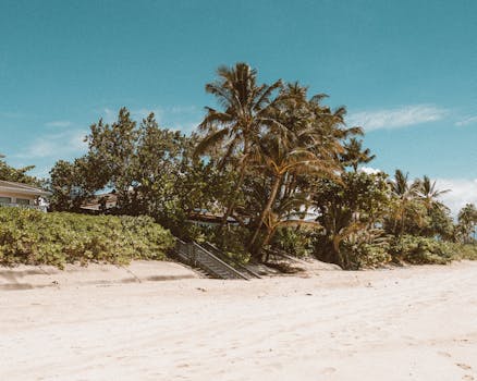 Scenic beach view with palm trees and greenery under a clear blue sky in Hawaii.