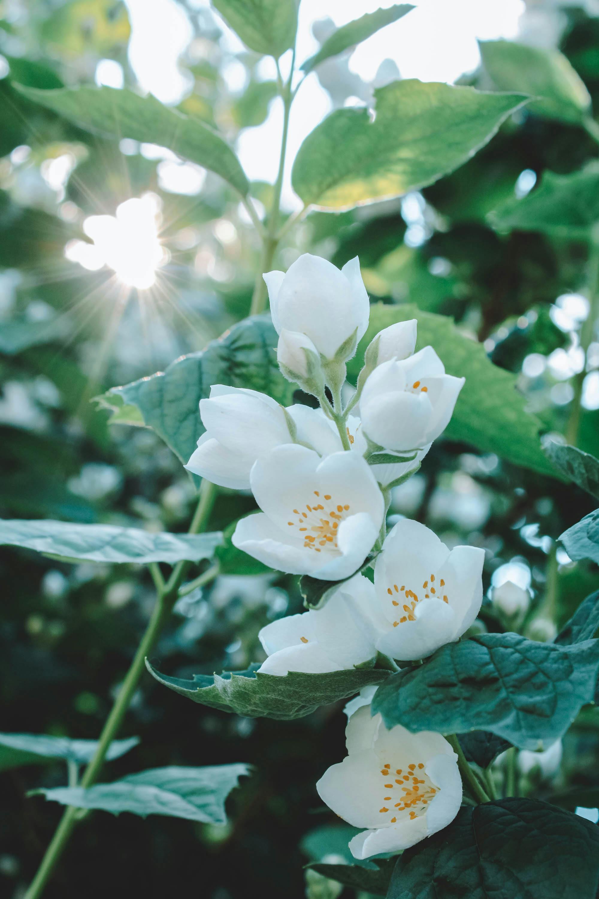 Close-up of white Philadelphus flowers in full bloom with sunlight filtering through leaves.