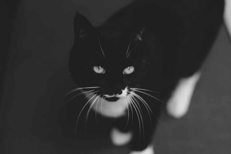 Attentive Black And White Cat With Long Whiskers