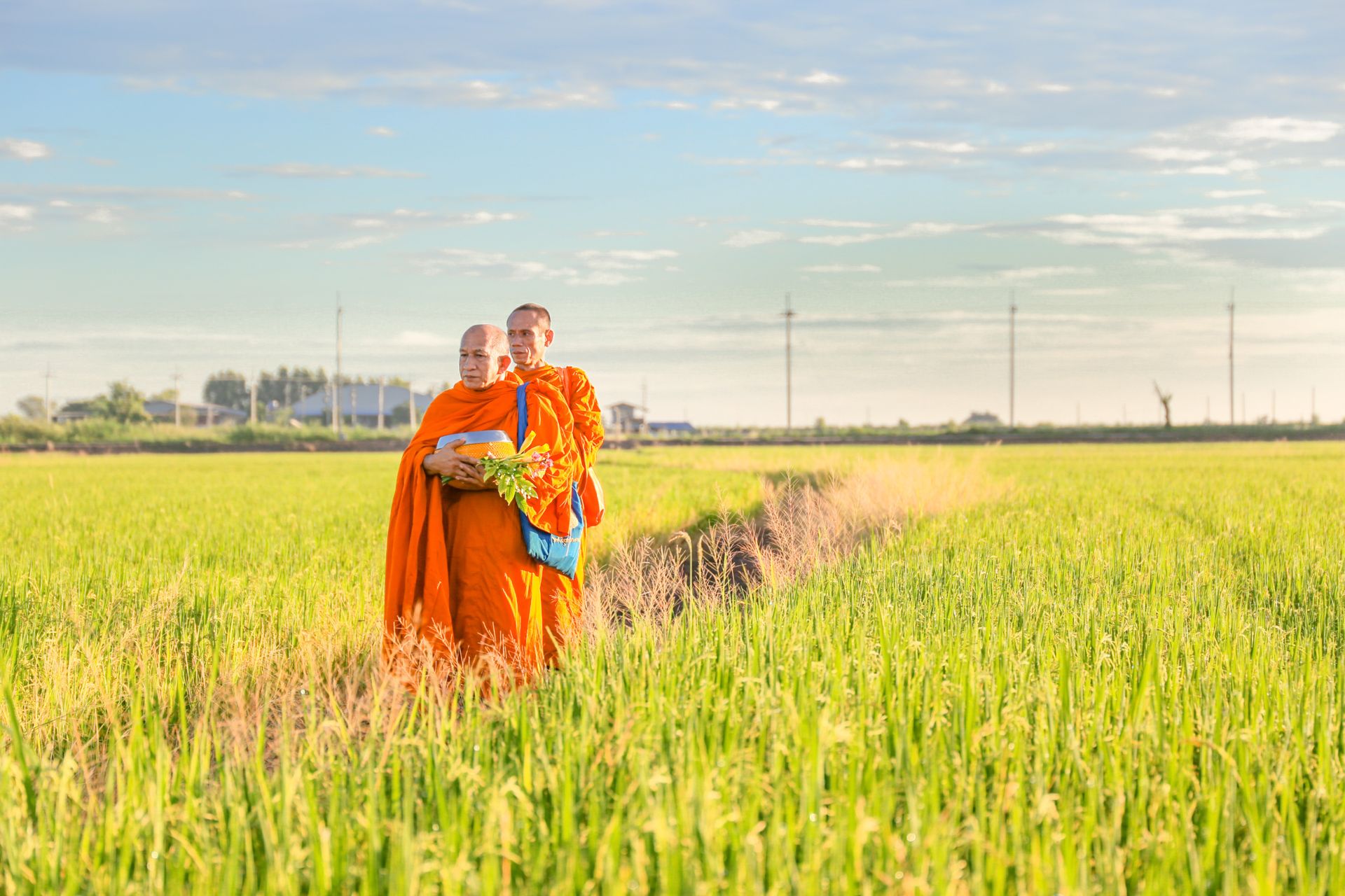 Two Buddhist monks in vibrant orange robes walk through a lush green rice field under a blue sky.