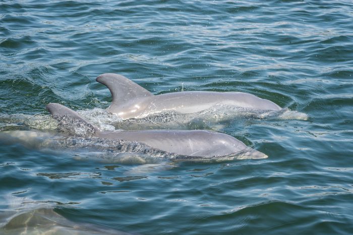 Two dolphins swimming together under sunlight in the ocean