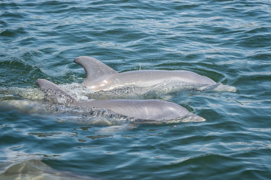 Two dolphins swimming together under sunlight in rippling sea water