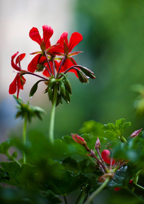 Blooming red geranium flower in garden