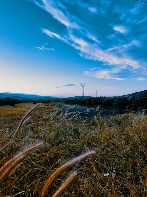 Green Grass Field Under Blue Sky