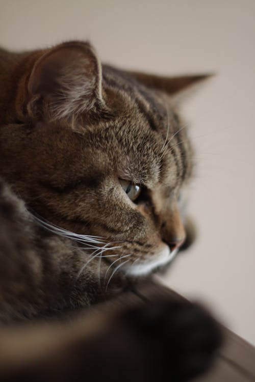 Free Close-up of a Cat Stock Photo