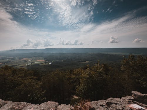 Foto profissional grátis de altura, ao ar livre, árvore