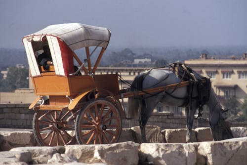 Horse Carriage on Gray Concrete 