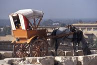 Horse Carriage on Gray Concrete
