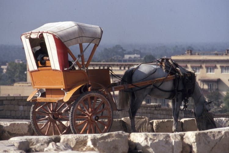 Horse Carriage On Gray Concrete 