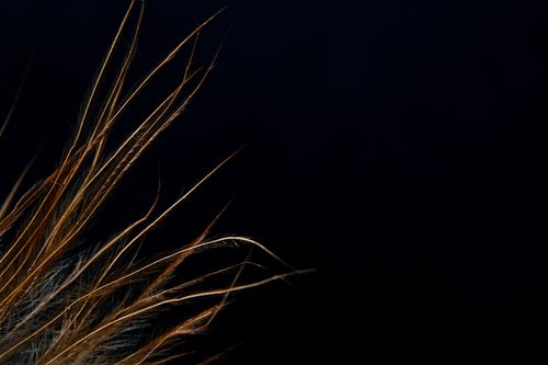 Free Close-up of feather strands on a dark background, perfect for design. Stock Photo