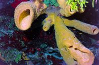 墨西哥科祖梅尔水域中充满活力的黄海海绵特写视图