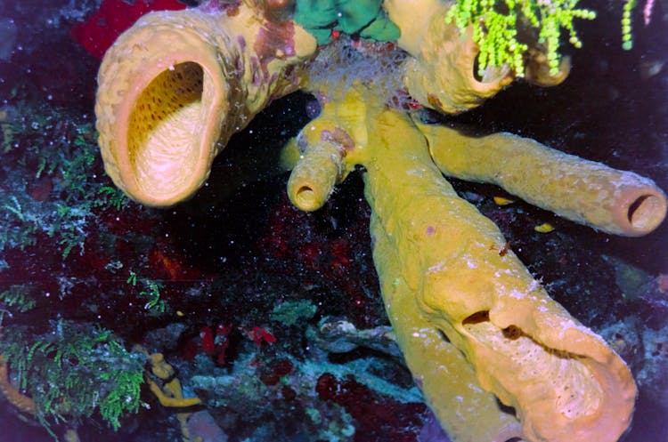 Close-up Of A Sea Sponge