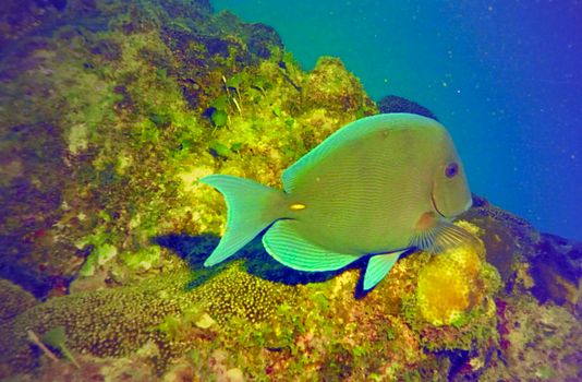A Striated Surgeonfish Swimming by a Coral Reef