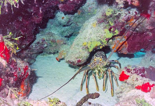 A Lobster in a Coral Reef