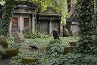 常春藤爬满了神秘的墓地，古老的墓碑与杂草丛生的植被交织在一起