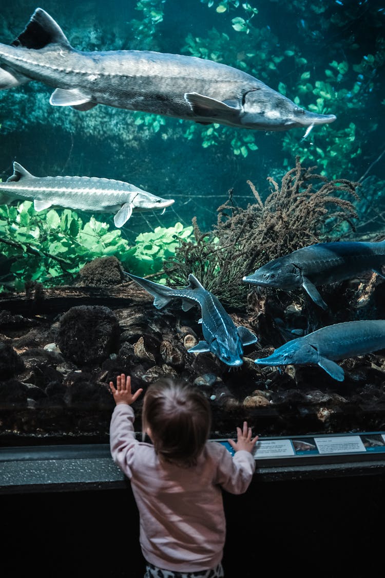 Unrecognizable Kid Touching Aquarium With Various Fishes