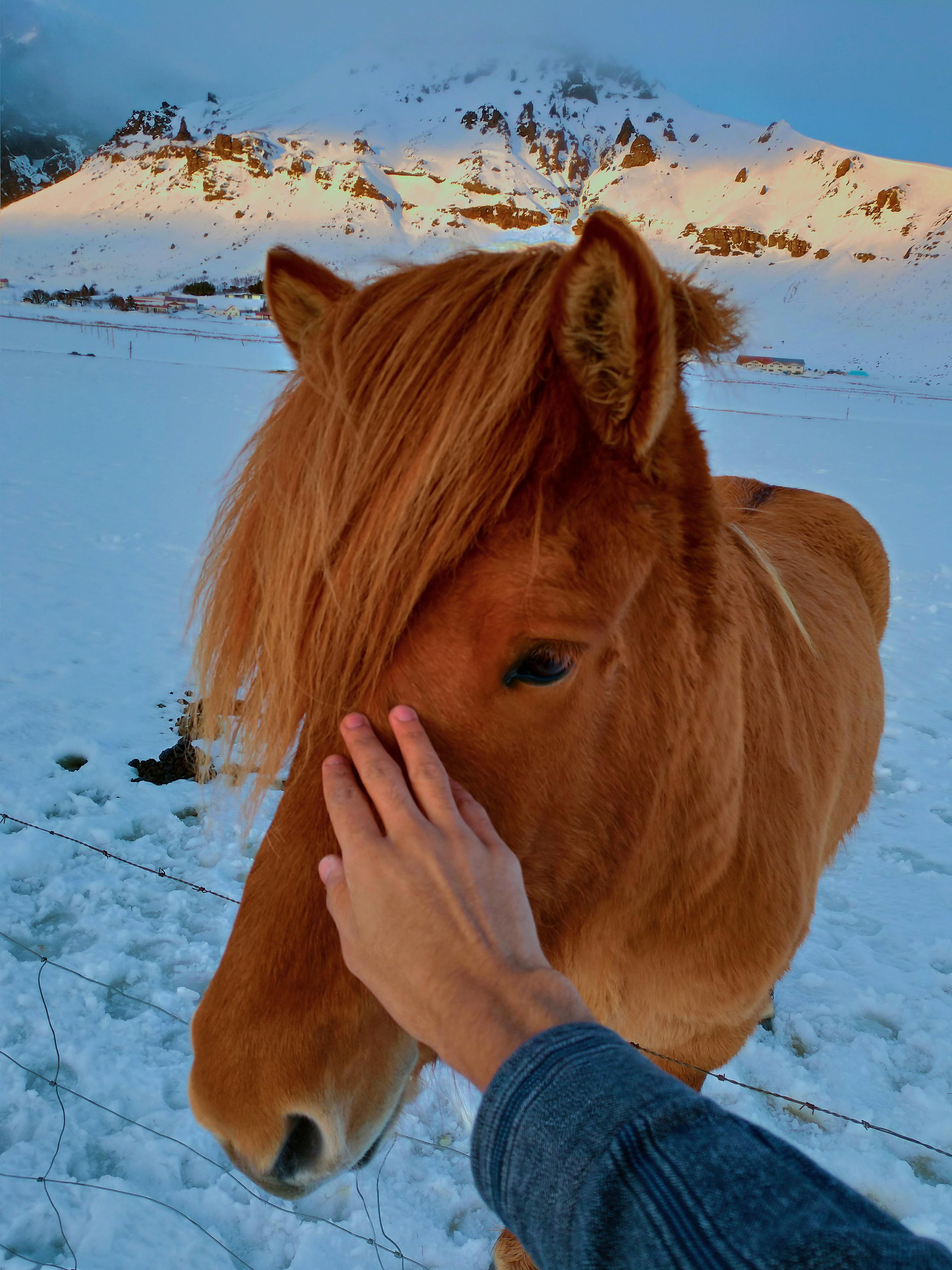 unrecognizable person caressing obedient horse in snowy paddock