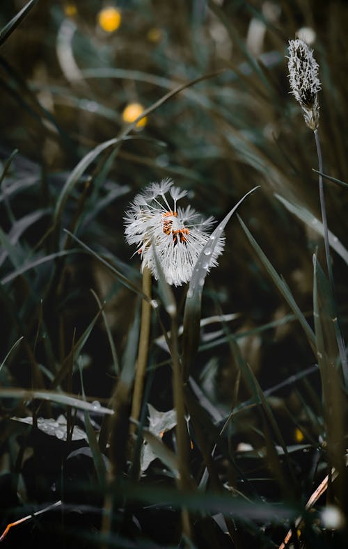 Spherical white fluffy common dandelion surrounded by yellow flowers and long thin dark green leaves of grass covered with drop of dew in meadow in daylight