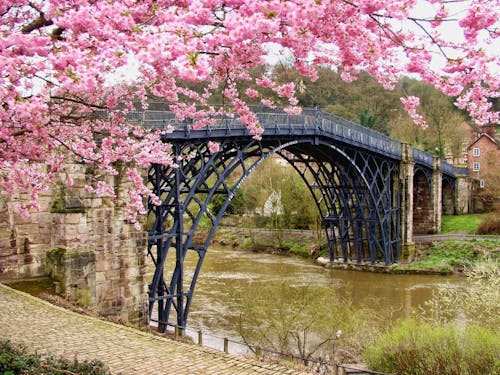 Ücretsiz Kara Köprünün Yanında Kiraz çiçeği Ağacı Stok Fotoğraflar