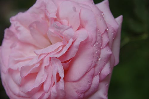 ピンクのバラ, ローズ, 美しい花の無料の写真素材