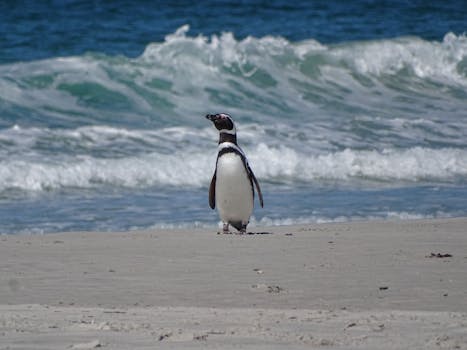 Magellanic penguin standing on a sandy beach with ocean waves in the background in the Falkland Islands.