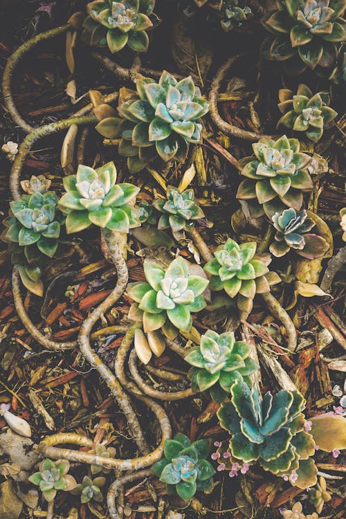 Free Various Succulent Plants Stock Photo