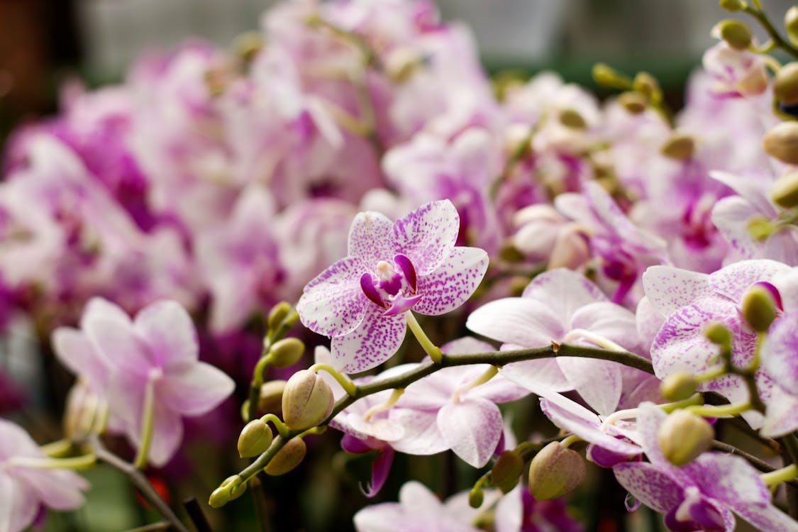 Free Amazing pink and purple flowers of orchid growing on blurred branches with small yellow buds Stock Photo