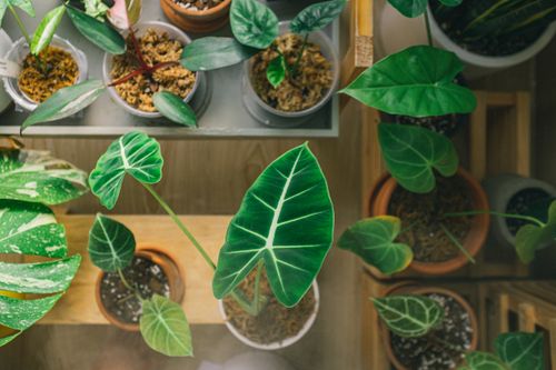 Free From above of assorted fresh potted green plants with big leaves standing on wooden shelves Stock Photo