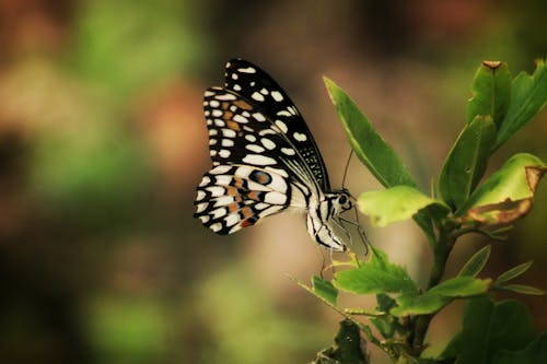 Closeup of striped wild butterfly with colorful wings sitting on thin green twig