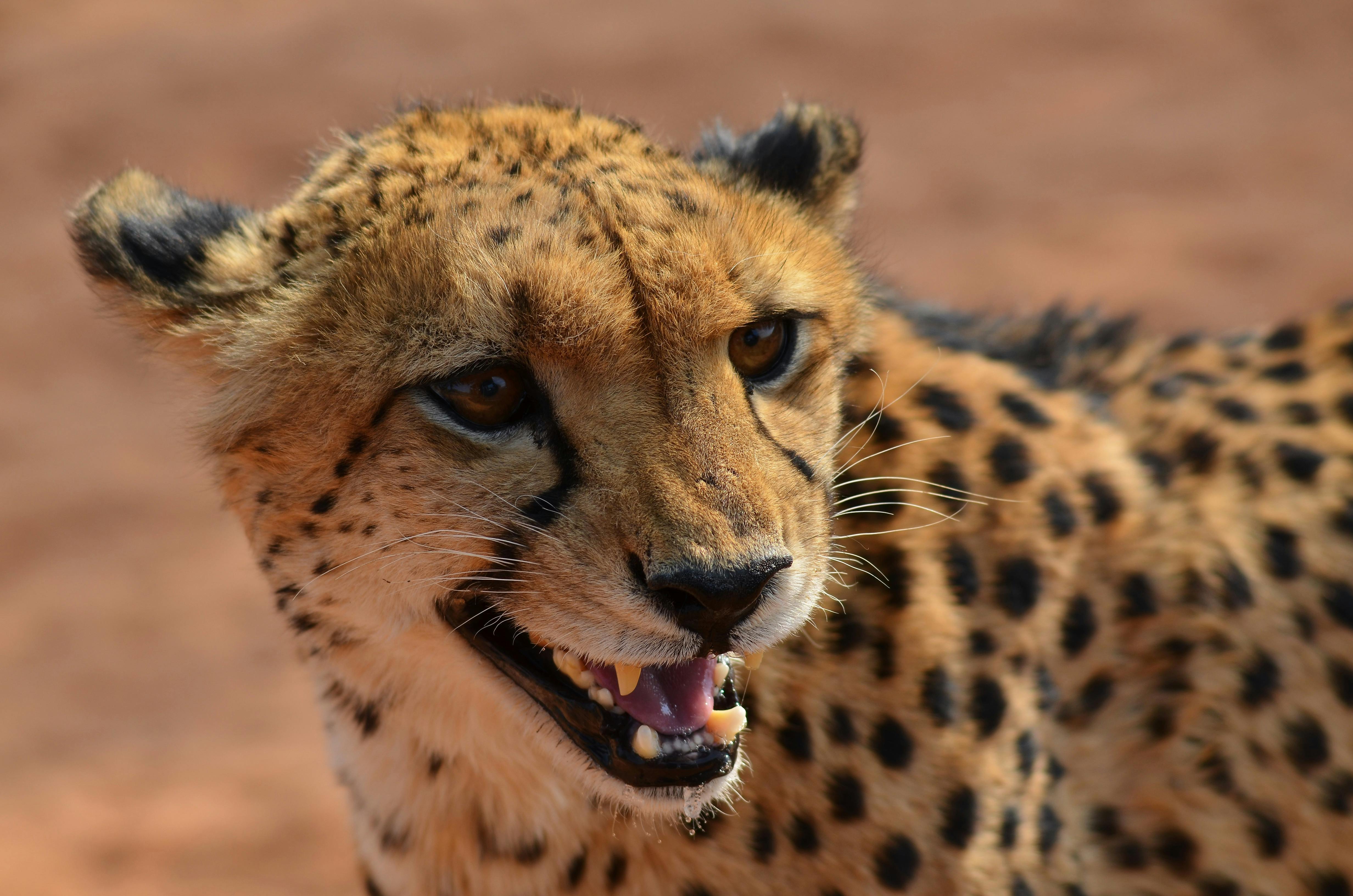 Foto Stok Gratis Tentang Afrika Binatang Cheetah