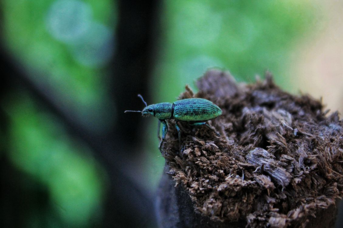 Green bug on dry tree trunk · Free Stock Photo