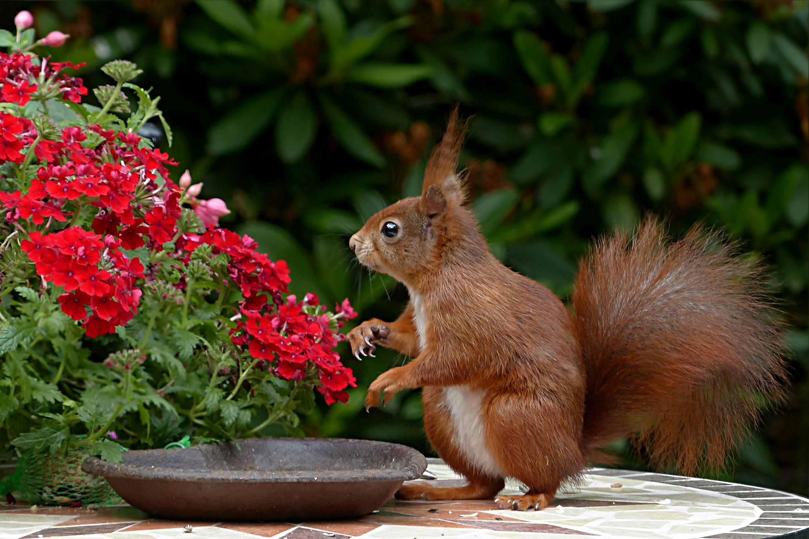 4. La Danse de la Coexistence : Oiseaux, Insectes et Plantes dans nos Jardins